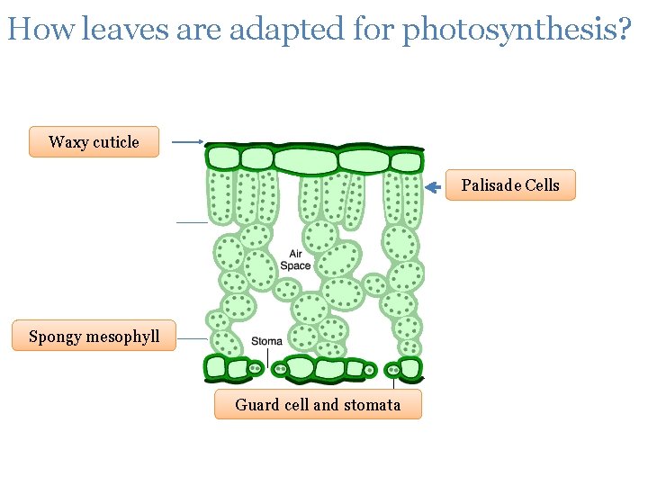 How leaves are adapted for photosynthesis? Waxy cuticle Palisade Cells Spongy mesophyll Guard cell