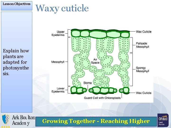 Lesson Objectives Waxy cuticle Explain how plants are adapted for photosynthe sis. Growing Together
