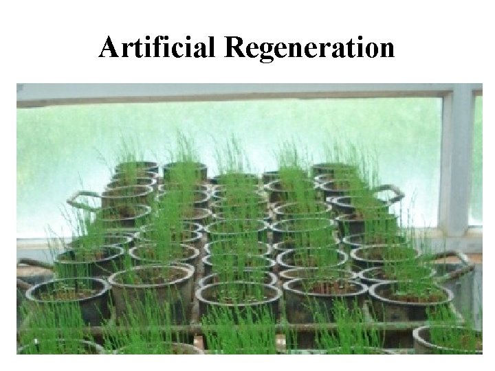 Artificial Regeneration 