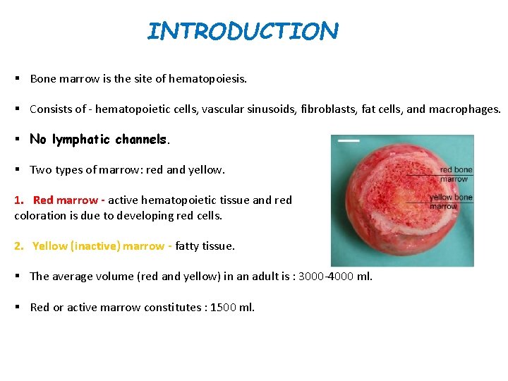 INTRODUCTION § Bone marrow is the site of hematopoiesis. § Consists of - hematopoietic
