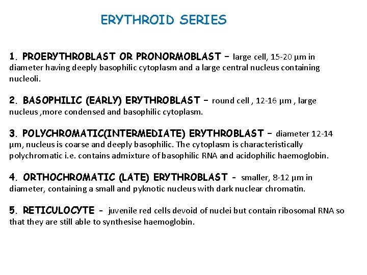 ERYTHROID SERIES 1. PROERYTHROBLAST OR PRONORMOBLAST – large cell, 15 -20 μm in diameter