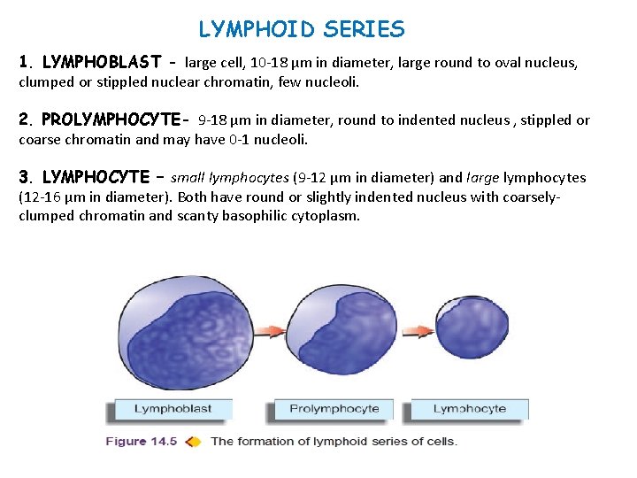 LYMPHOID SERIES 1. LYMPHOBLAST - large cell, 10 -18 μm in diameter, large round