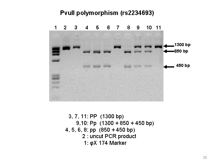 Pvu. II polymorphism (rs 2234693) 1 2 3 4 5 6 7 8 9