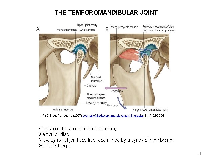 THE TEMPOROMANDIBULAR JOINT Yin CS, Lee YJ (2007) Journal of Bodywork and Movement Therapies