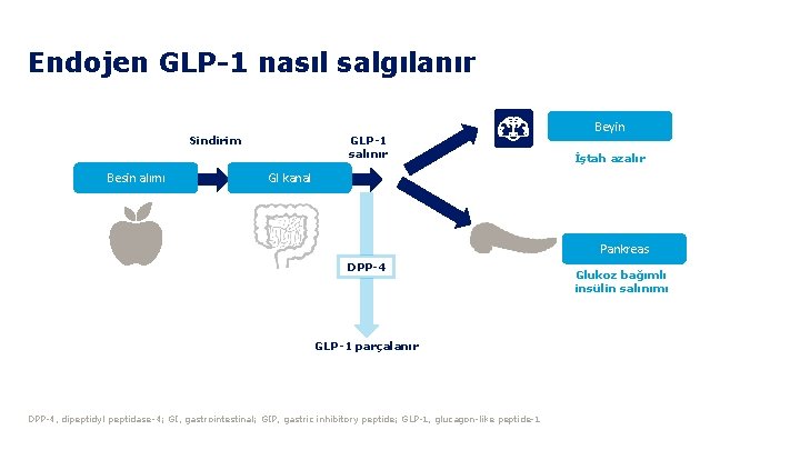 Endojen GLP-1 nasıl salgılanır Sindirim Besin alımı GLP-1 salınır Beyin İştah azalır GI kanal