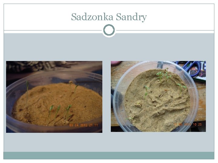 Sadzonka Sandry 