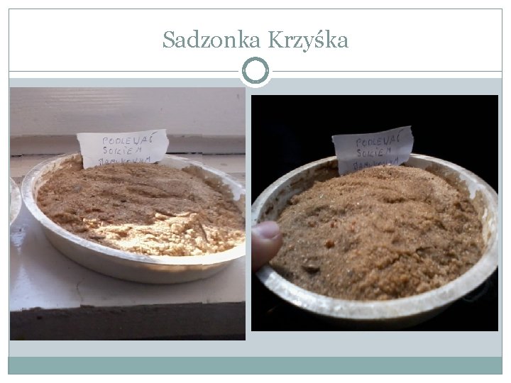 Sadzonka Krzyśka 