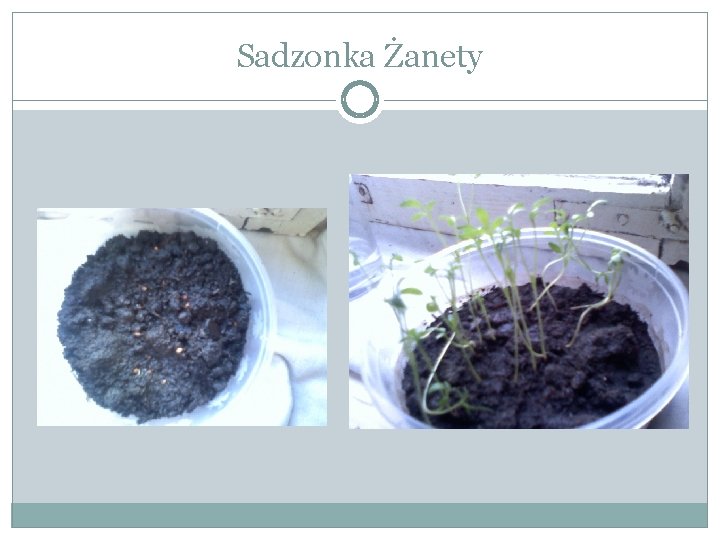 Sadzonka Żanety 