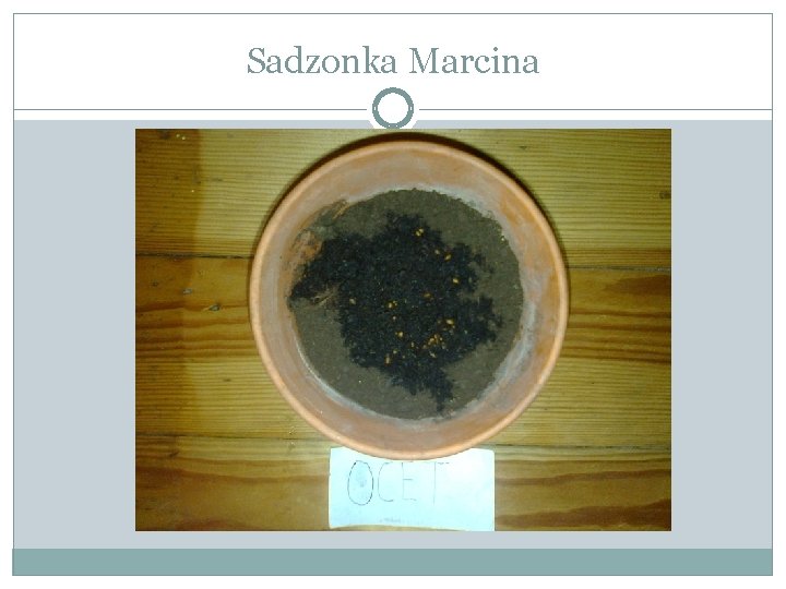 Sadzonka Marcina 