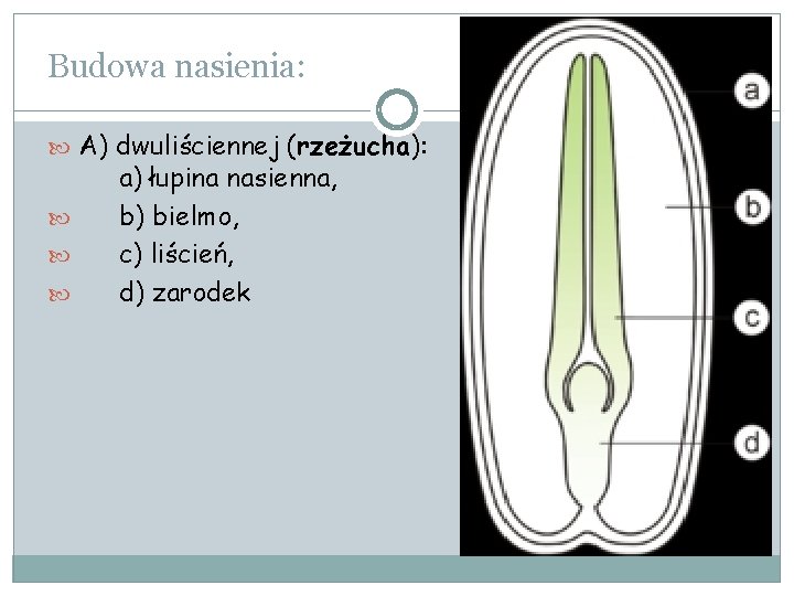 Budowa nasienia: A) dwuliściennej (rzeżucha): a) łupina nasienna, b) bielmo, c) liścień, d) zarodek