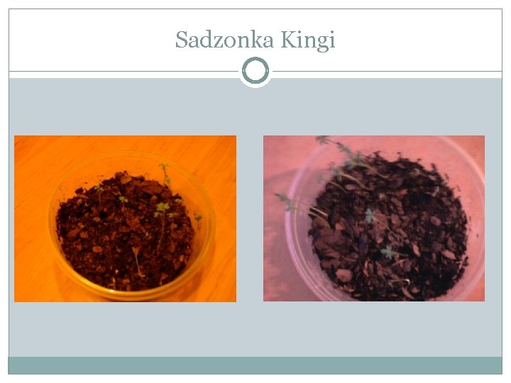 Sadzonka Kingi 