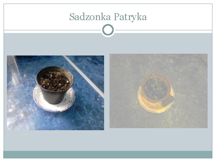 Sadzonka Patryka 