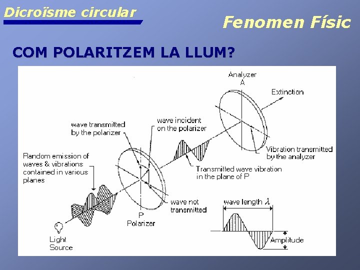 Dicroïsme circular Fenomen Físic COM POLARITZEM LA LLUM? 