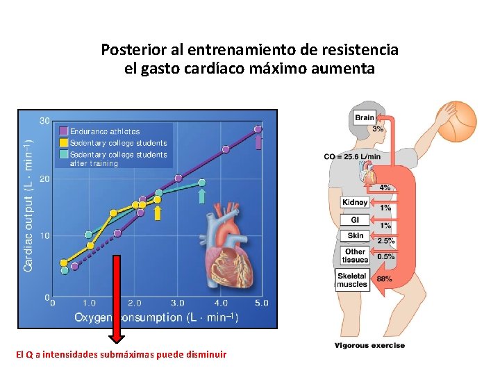 Posterior al entrenamiento de resistencia el gasto cardíaco máximo aumenta El Q a intensidades