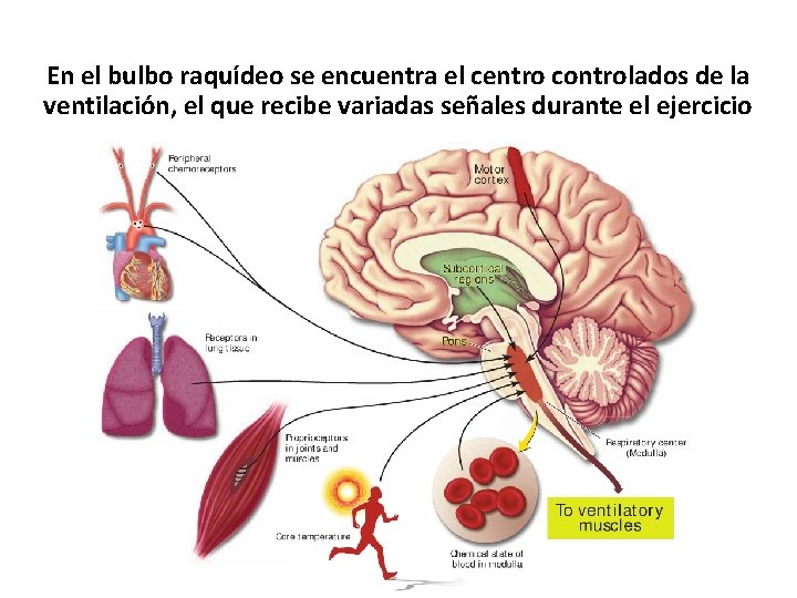 En el bulbo raquídeo se encuentra el centro controlados de la ventilación, el que