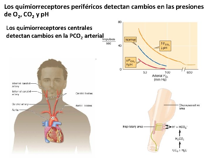 Los quimiorreceptores periféricos detectan cambios en las presiones de O 2, CO 2 y