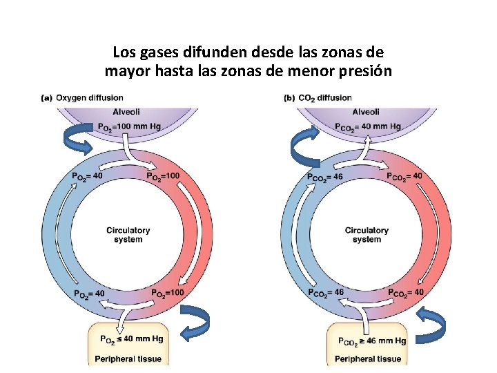 Los gases difunden desde las zonas de mayor hasta las zonas de menor presión