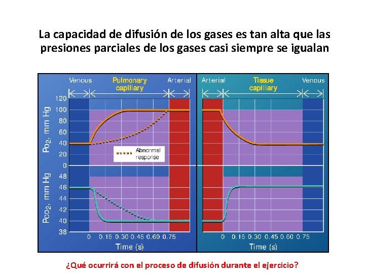 La capacidad de difusión de los gases es tan alta que las presiones parciales