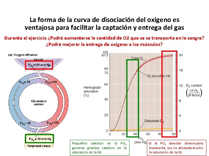 La forma de la curva de disociación del oxígeno es ventajosa para facilitar la