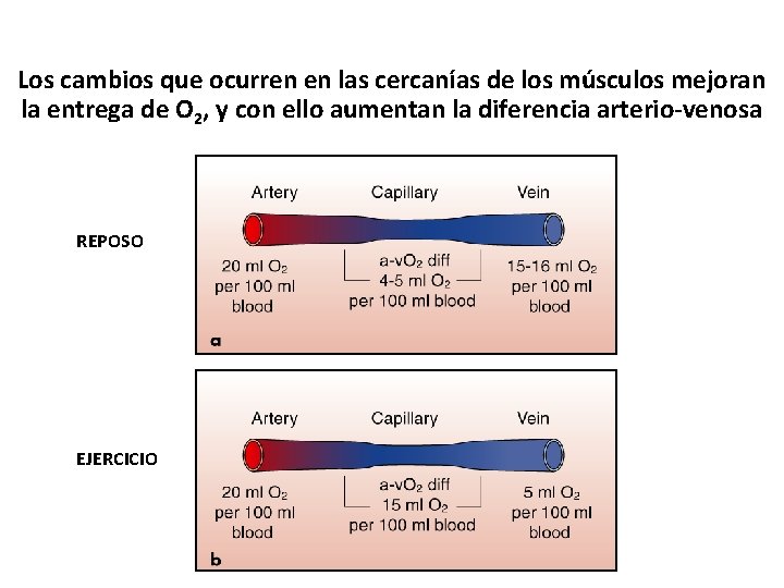 Los cambios que ocurren en las cercanías de los músculos mejoran la entrega de