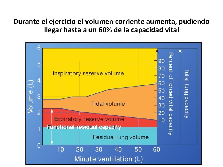 Durante el ejercicio el volumen corriente aumenta, pudiendo llegar hasta a un 60% de