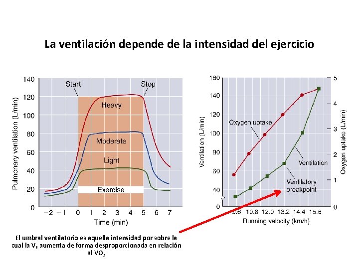 La ventilación depende de la intensidad del ejercicio El umbral ventilatorio es aquella intensidad