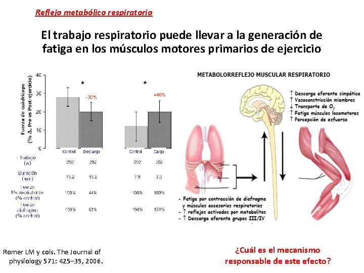 Reflejo metabólico respiratorio El trabajo respiratorio puede llevar a la generación de fatiga en