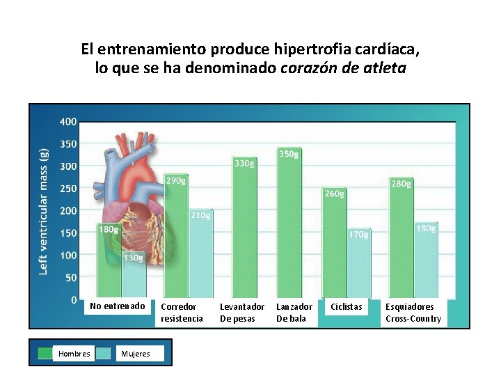 El entrenamiento produce hipertrofia cardíaca, lo que se ha denominado corazón de atleta No