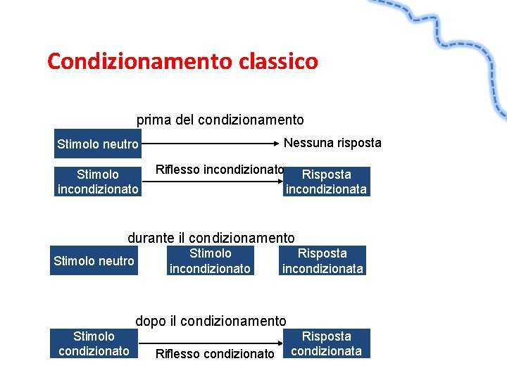 Condizionamento classico prima del condizionamento Nessuna risposta Stimolo neutro Stimolo incondizionato Riflesso incondizionato Risposta