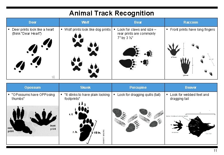 Animal Track Recognition Deer § Deer prints look like a heart (think “Dear Heart”)
