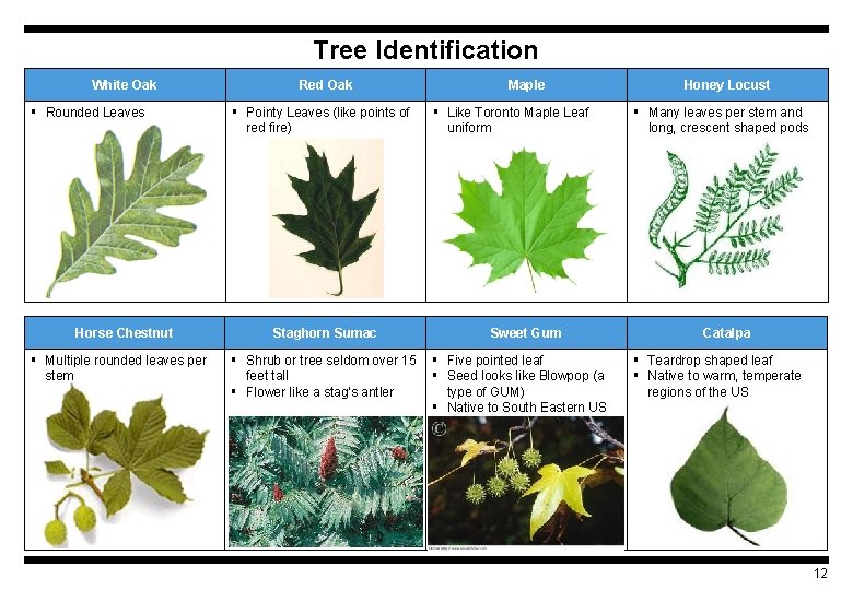 Tree Identification White Oak § Rounded Leaves Horse Chestnut § Multiple rounded leaves per