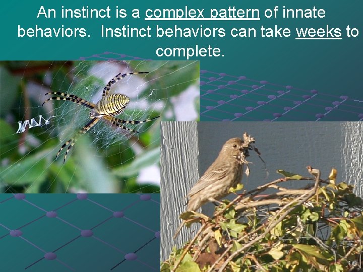 An instinct is a complex pattern of innate behaviors. Instinct behaviors can take weeks