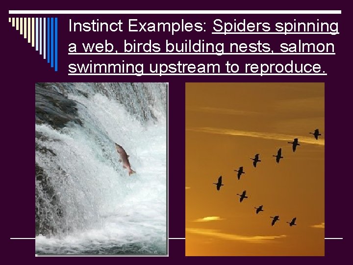 Instinct Examples: Spiders spinning a web, birds building nests, salmon swimming upstream to reproduce.