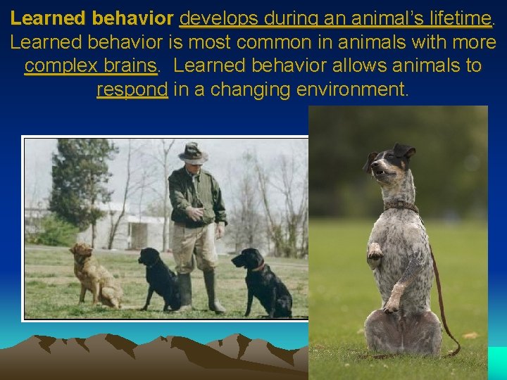 Learned behavior develops during an animal’s lifetime. Learned behavior is most common in animals Learned behavior develops during an animal’s lifetime. Learned behavior is most common in animals