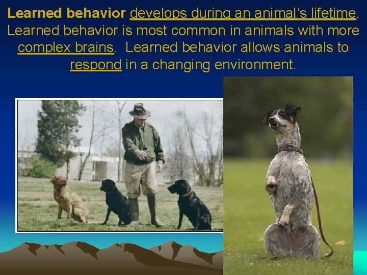 Learned behavior develops during an animal’s lifetime. Learned behavior is most common in animals