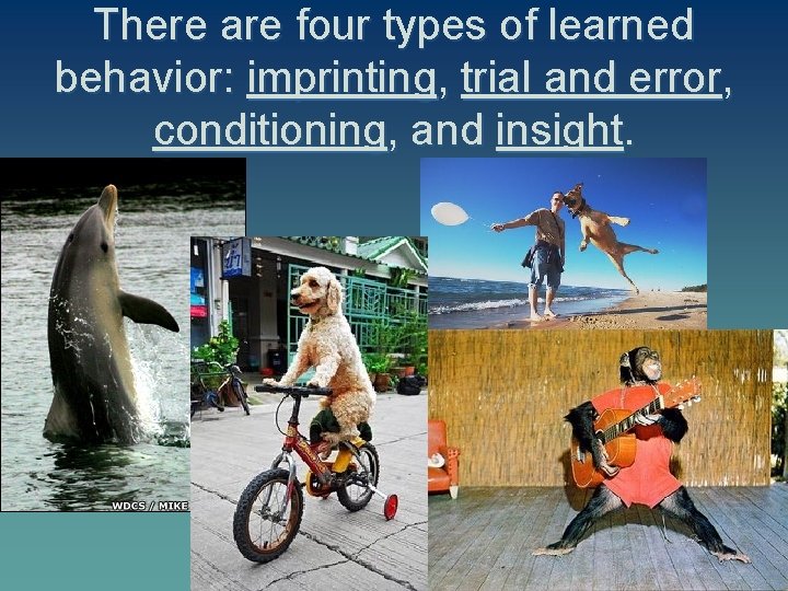 There are four types of learned behavior: imprinting, trial and error, conditioning, and insight.