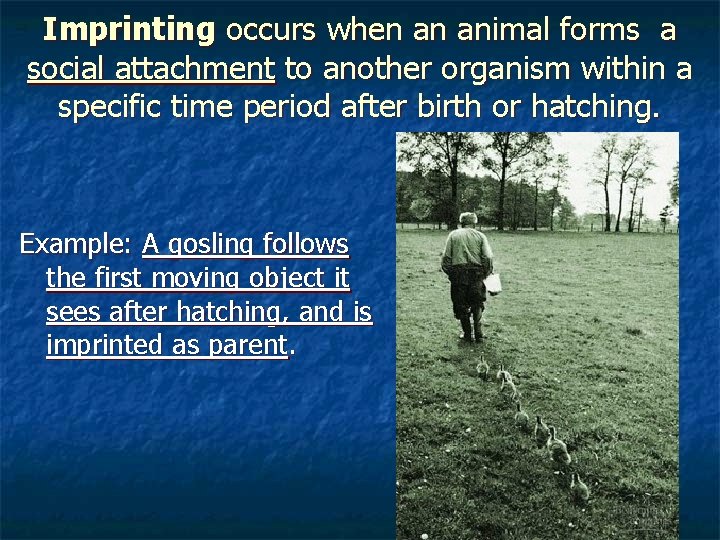 Imprinting occurs when an animal forms a social attachment to another organism within a