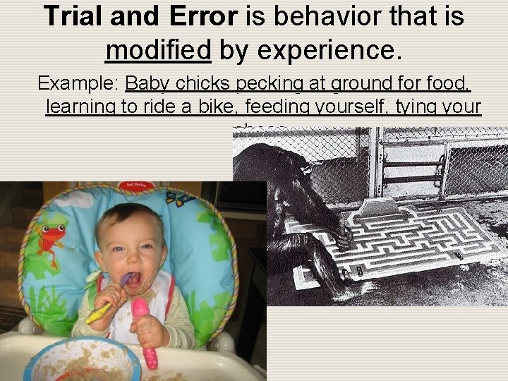 Trial and Error is behavior that is modified by experience. Example: Baby chicks pecking