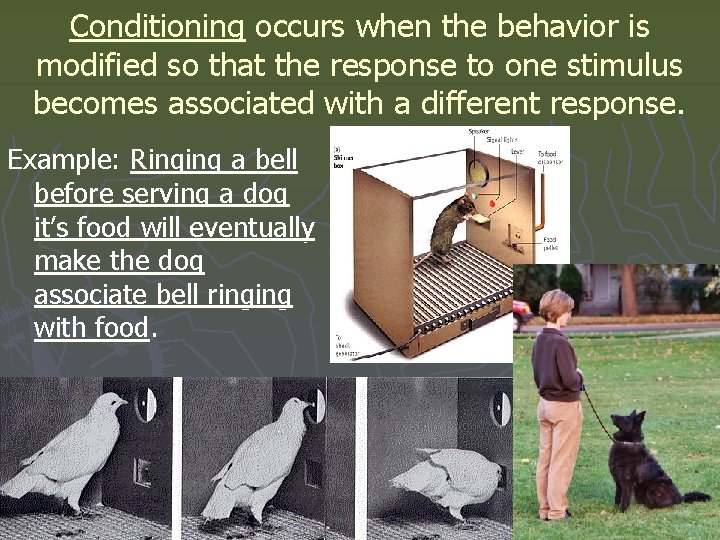 Conditioning occurs when the behavior is modified so that the response to one stimulus Conditioning occurs when the behavior is modified so that the response to one stimulus