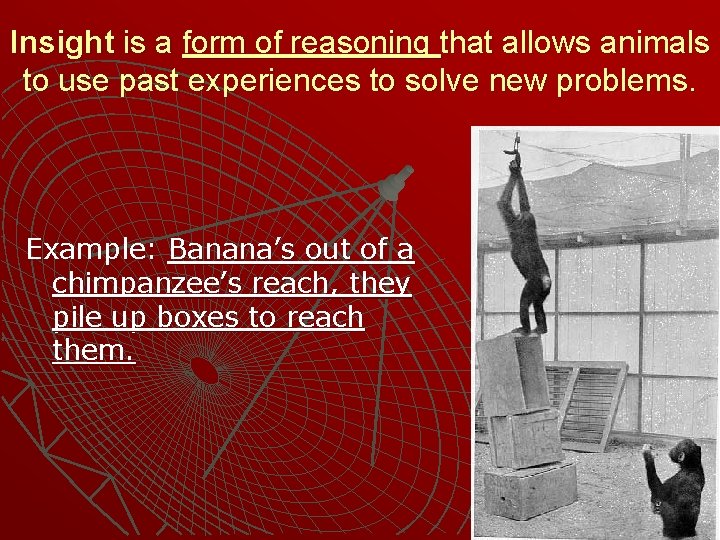 Insight is a form of reasoning that allows animals to use past experiences to Insight is a form of reasoning that allows animals to use past experiences to