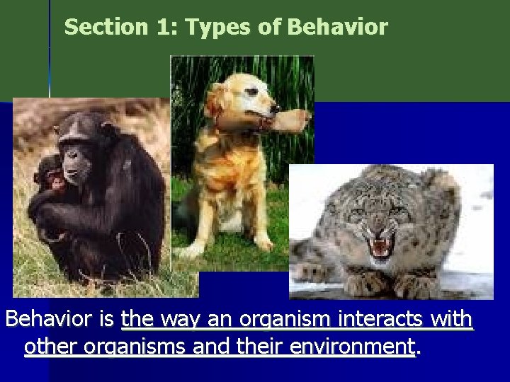 Section 1: Types of Behavior is the way an organism interacts with other organisms