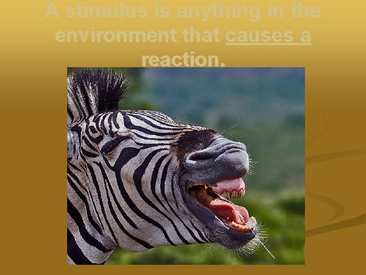 A stimulus is anything in the environment that causes a reaction. 