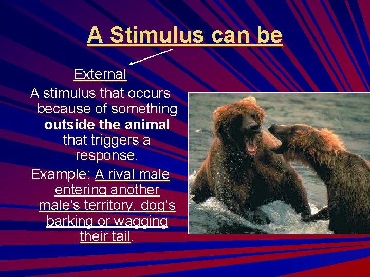 A Stimulus can be External A stimulus that occurs because of something outside the A Stimulus can be External A stimulus that occurs because of something outside the