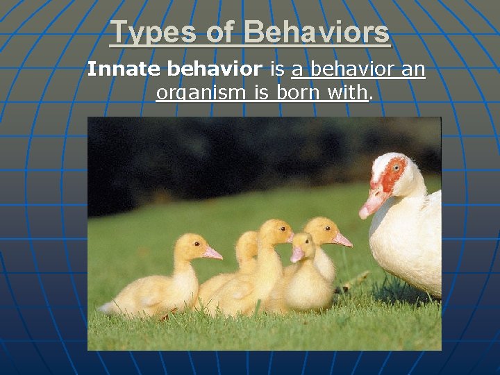 Types of Behaviors Innate behavior is a behavior an organism is born with. Types of Behaviors Innate behavior is a behavior an organism is born with.