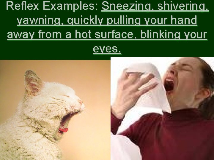 Reflex Examples: Sneezing, shivering, yawning, quickly pulling your hand away from a hot surface,