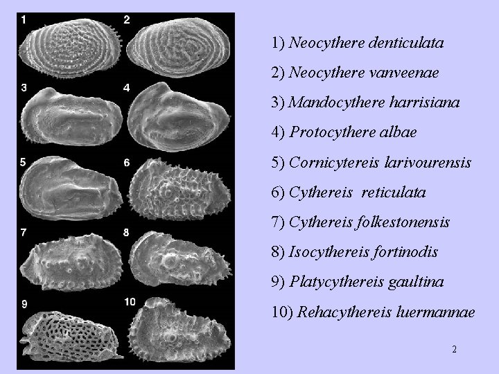 1) Neocythere denticulata 2) Neocythere vanveenae 3) Mandocythere harrisiana 4) Protocythere albae 5) Cornicytereis