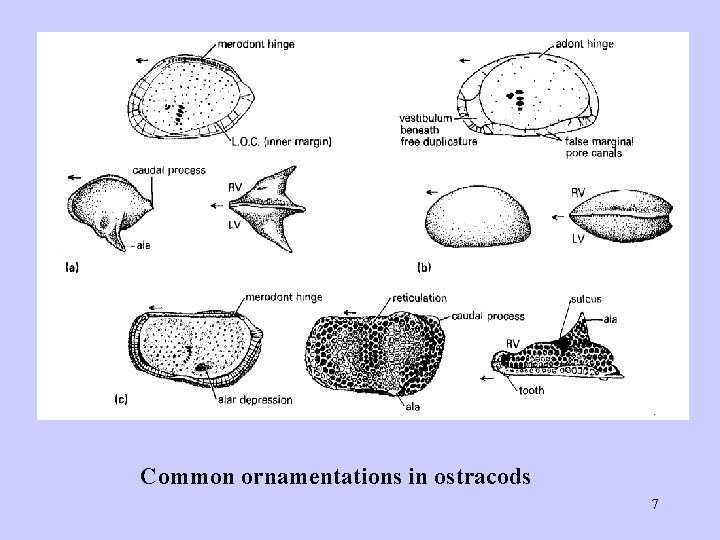 Common ornamentations in ostracods 7 