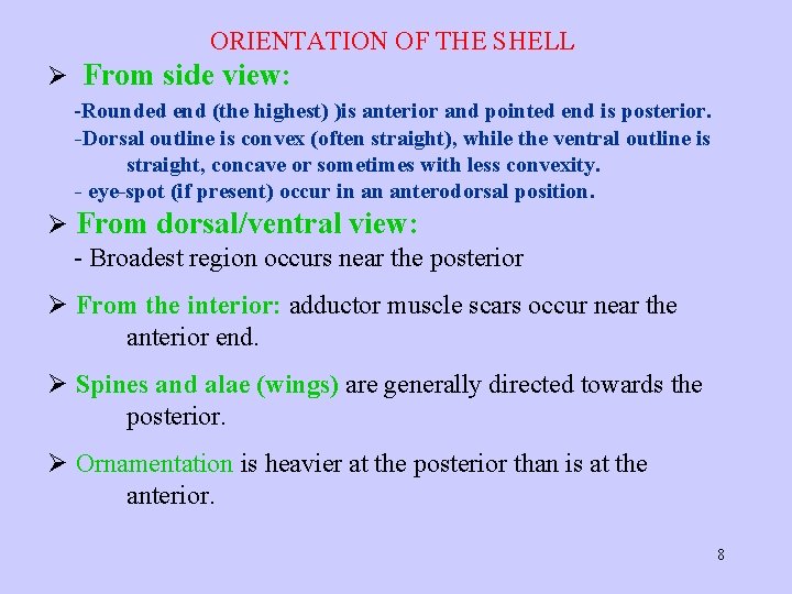 ORIENTATION OF THE SHELL Ø From side view: -Rounded end (the highest) )is anterior