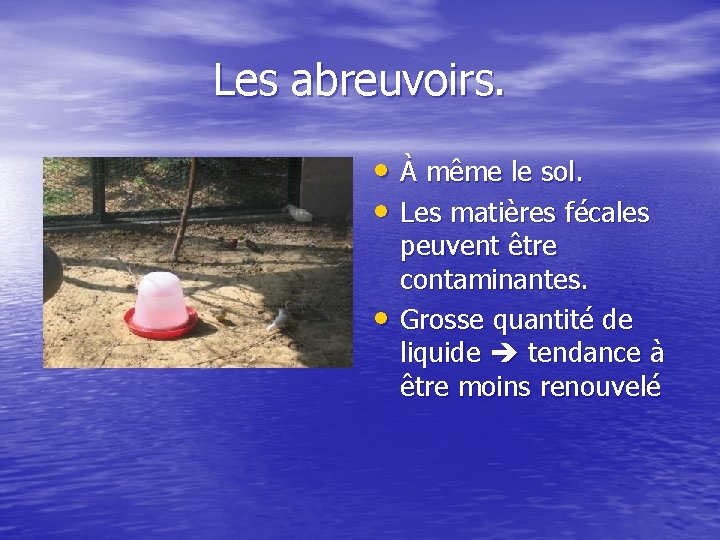 Les abreuvoirs. • À même le sol. • Les matières fécales • peuvent être