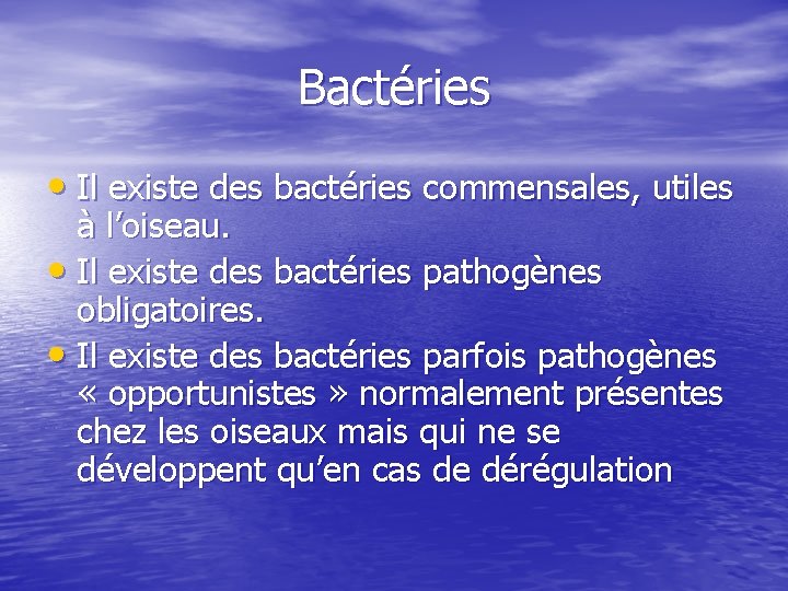 Bactéries • Il existe des bactéries commensales, utiles à l’oiseau. • Il existe des